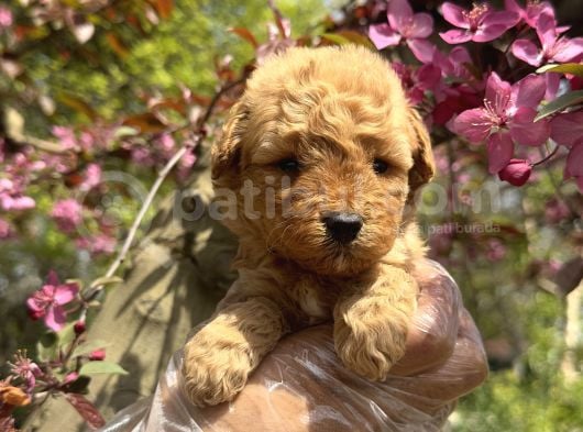 Teacup Toy Poodle Yavrularimiz görsel