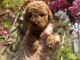 TEACUP TOY POODLE YAVRULARIMIZ