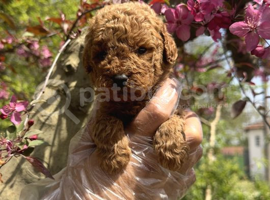 Teacup Toy Poodle Yavrularimiz