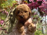 Teacup Toy Poodle Yavrularimiz