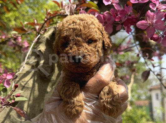 Teacup Toy Poodle Yavrularimiz görsel