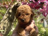 Teacup Toy Poodle Yavrularimiz