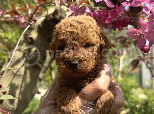 Teacup Toy Poodle Yavrularimiz görsel