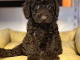 Özel Nadi̇r Renk Çi̇kolata Poodle Bebek