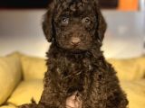 ÖZEL NADİR RENK ÇİKOLATA POODLE BEBEK