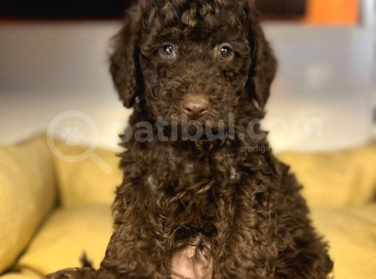 Özel Nadi̇r Renk Çi̇kolata Poodle Bebek