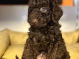 Özel Nadi̇r Renk Çi̇kolata Poodle Bebek
