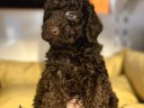 Özel Nadi̇r Renk Çi̇kolata Poodle Bebek