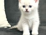 Süt Beyazı Britsh Shorthair Yavrular