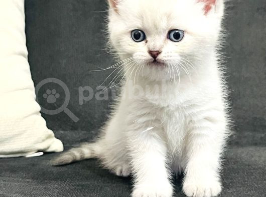 Süt Beyazı Britsh Shorthair Yavrular görsel