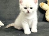 Süt beyazı Britsh shorthair yavrular
