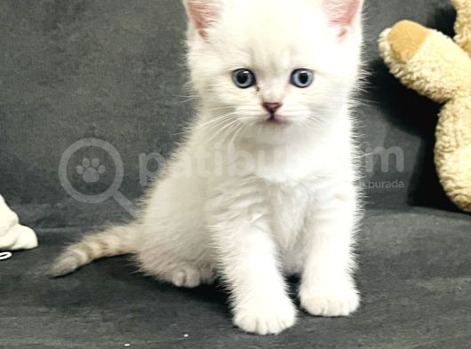 Süt Beyazı Britsh Shorthair Yavrular