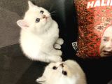Süt Beyazı Britsh Shorthair Yavrular