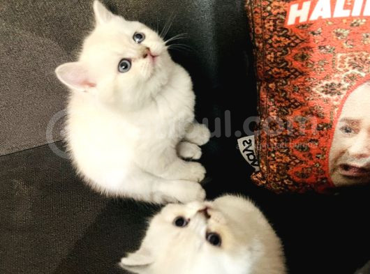 Süt Beyazı Britsh Shorthair Yavrular görsel