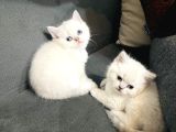 Süt Beyazı Britsh Shorthair Yavrular