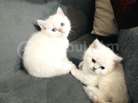Süt Beyazı Britsh Shorthair Yavrular görsel
