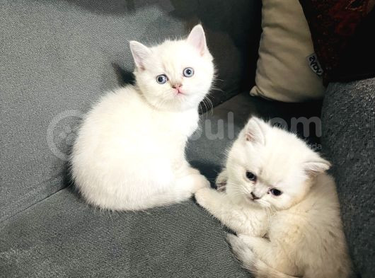 Süt Beyazı Britsh Shorthair Yavrular görsel