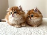 Şecereli  Özel Soy Hattı Golden British Longhair Yavrular