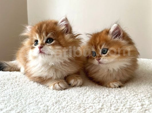 Şecereli  Özel Soy Hattı Golden British Longhair Yavrular görsel