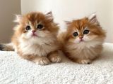 Şecereli  Özel Soy Hattı Golden British Longhair Yavrular