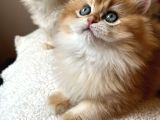 Şecereli  Özel Soy Hattı Golden British Longhair Yavrular