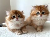 Şecereli  Özel soy hattı Golden British Longhair Yavrular
