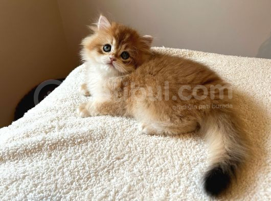 Şecereli  Özel Soy Hattı Golden British Longhair Yavrular görsel