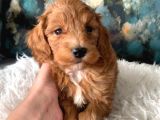 Uygun Maltipoo