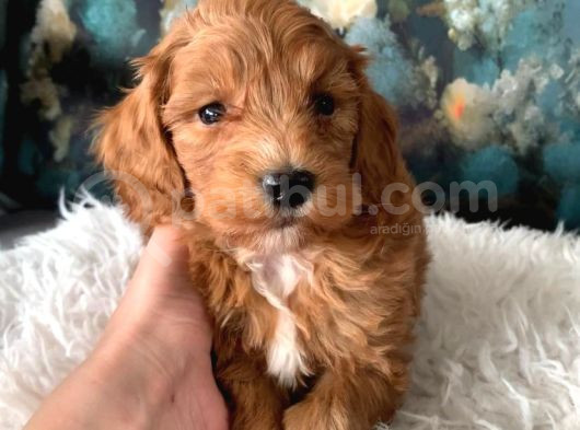 Uygun Maltipoo