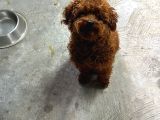 Damızlık Dişi Kore Poodle