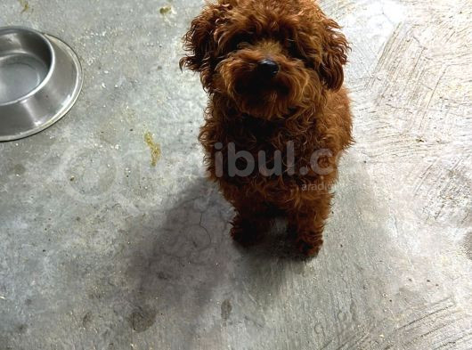 Damızlık Dişi Kore Poodle görsel