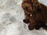 Damızlık Dişi Kore Poodle