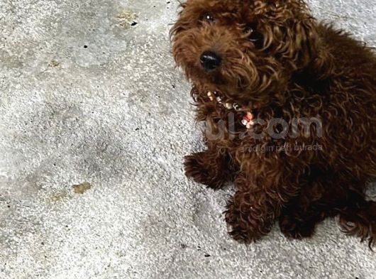 Damızlık Dişi Kore Poodle görsel