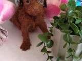 Red Dark Brown Kore Toy Poodle