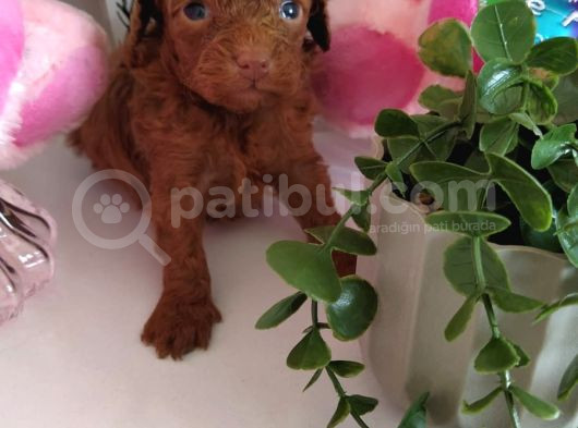 Red Dark Brown Kore Toy Poodle görsel
