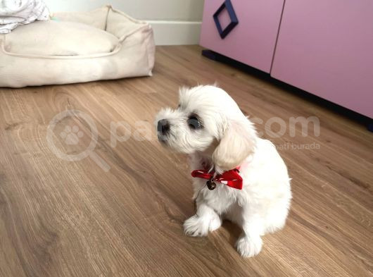 Çoook Acil Minik Yavru görsel