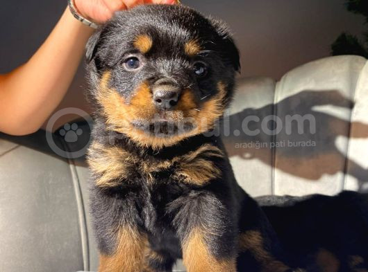 Koca Kafa Dişi Rottweiler Eğitimli Yavrum
