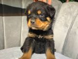 Koca Kafa Dişi Rottweiler Eğitimli Yavrum