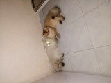 1 Yaşına Girecek British Longhair