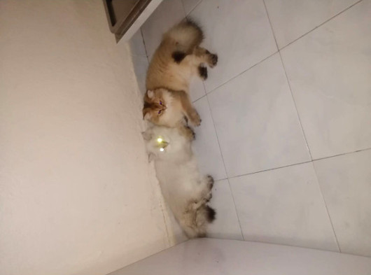 1 Yaşına Girecek British Longhair görsel