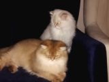 1 Yaşına Girecek British Longhair