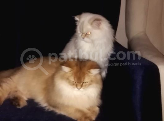 1 Yaşına Girecek British Longhair görsel