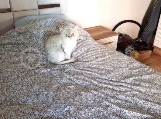 1 Yaşına Girecek British Longhair görsel