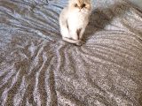 1 yaşına girecek british longhair