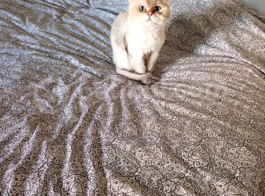1 Yaşına Girecek British Longhair