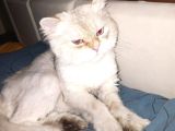 1 Yaşına Girecek British Longhair