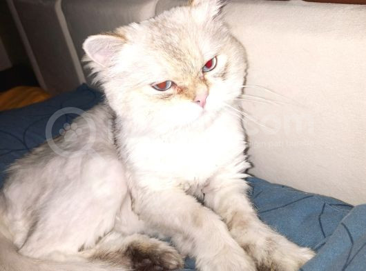 1 Yaşına Girecek British Longhair görsel