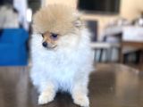 Mi̇ni̇ Boy Pomerani̇an Kizimiz