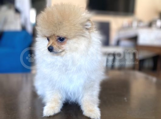 Mi̇ni̇ Boy Pomerani̇an Kizimiz görsel
