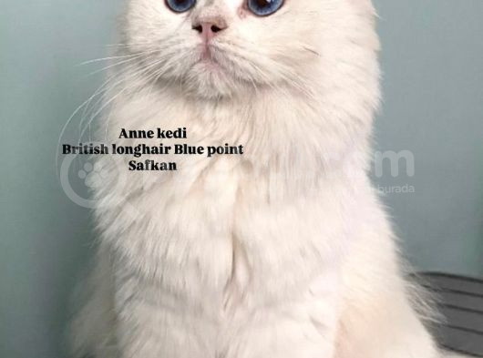 Safkan Bem Beyaz Yavrular görsel